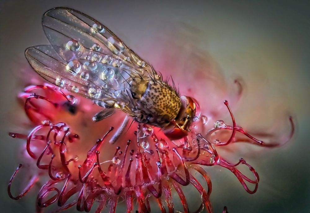 Photograph by Савчук Анатолий