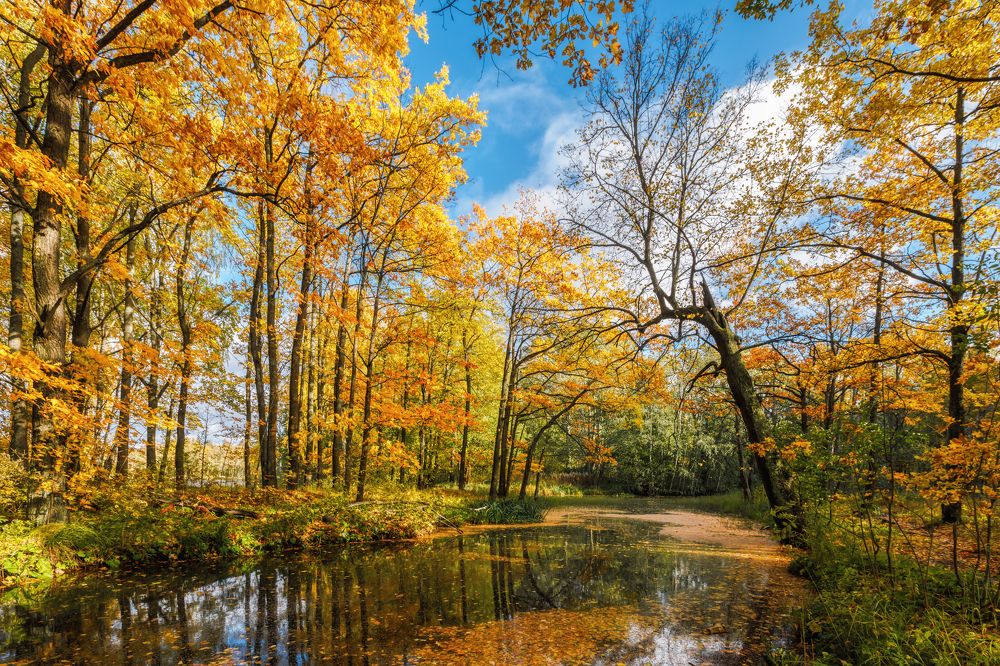 В осеннем парке