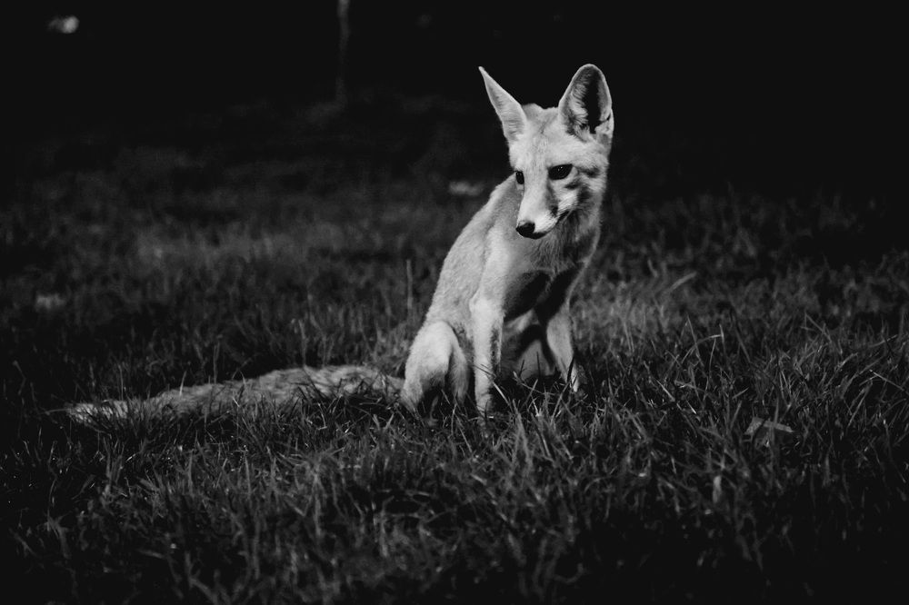 Photograph by Hamid Naghdi Vishteh