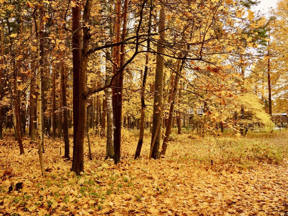 Фотография автора Vilnis Zoldners