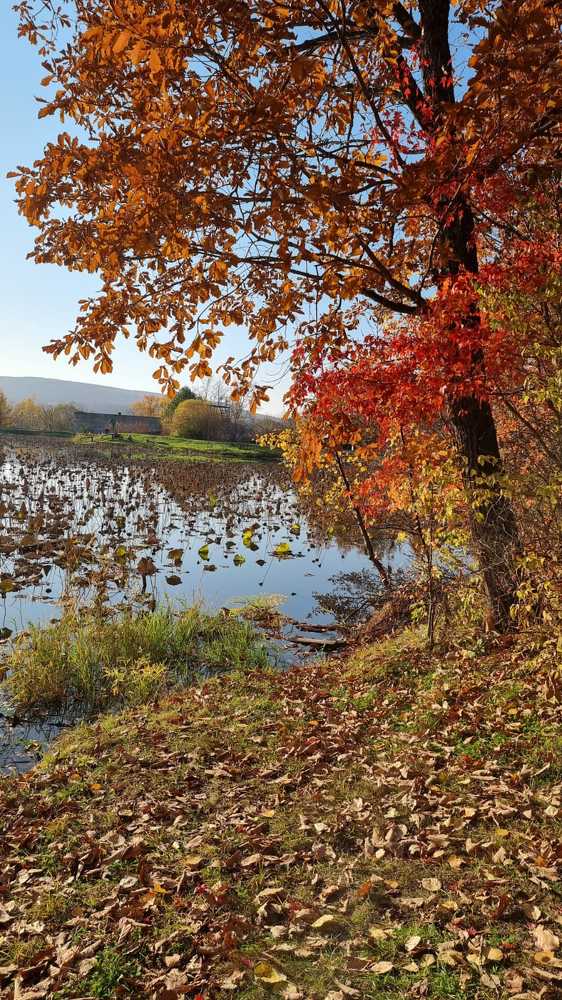 Осень рисует сочными красками