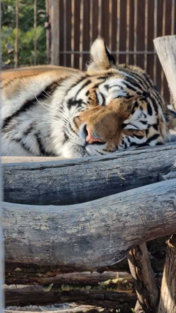 Обычная Уссурийская кошка