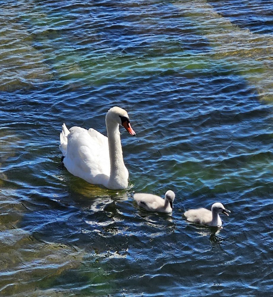 Photograph by Edmund Randal