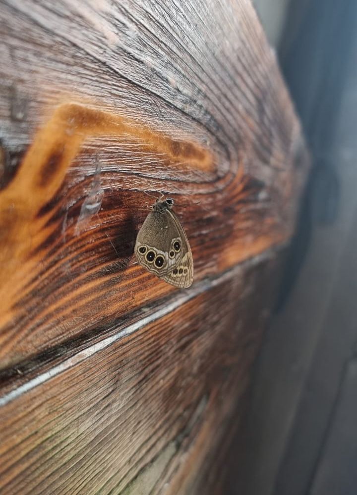 Даже самая серая мышка заслуживает внимания