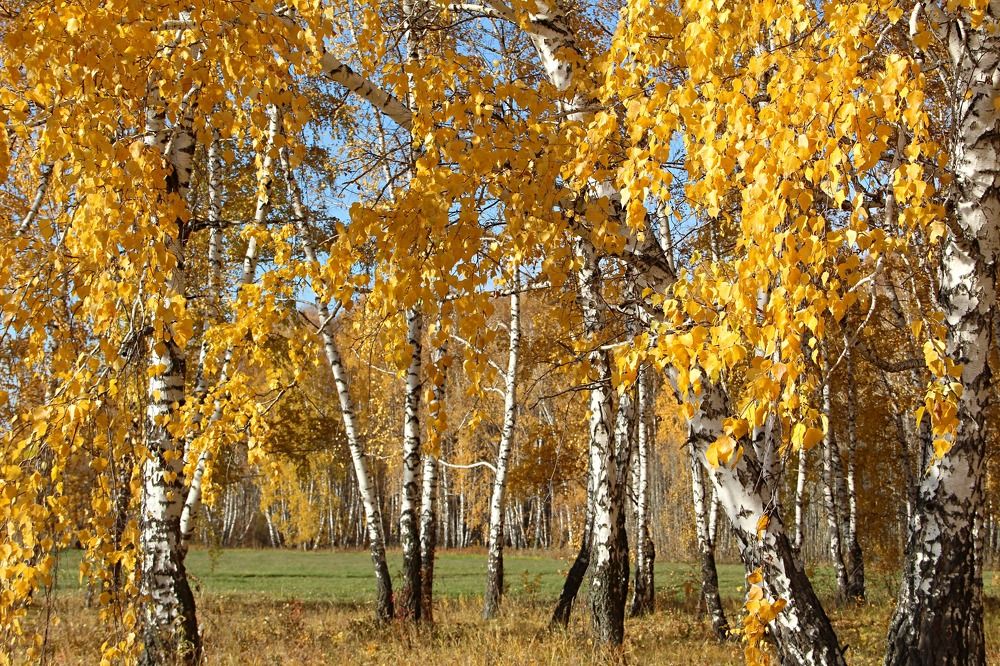 Photograph by Людмила Таерова