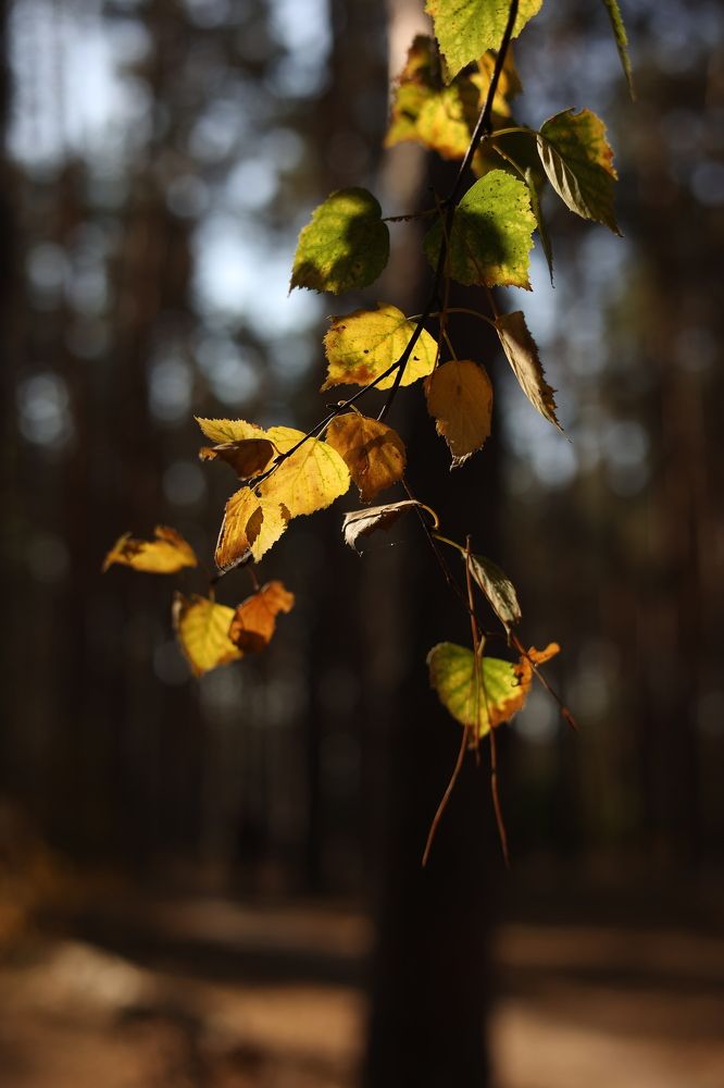 Фотография автора Anastasia
