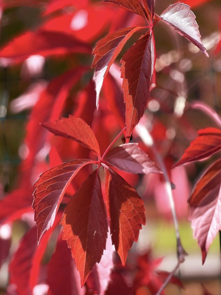 Photograph by Татьяна Волохова