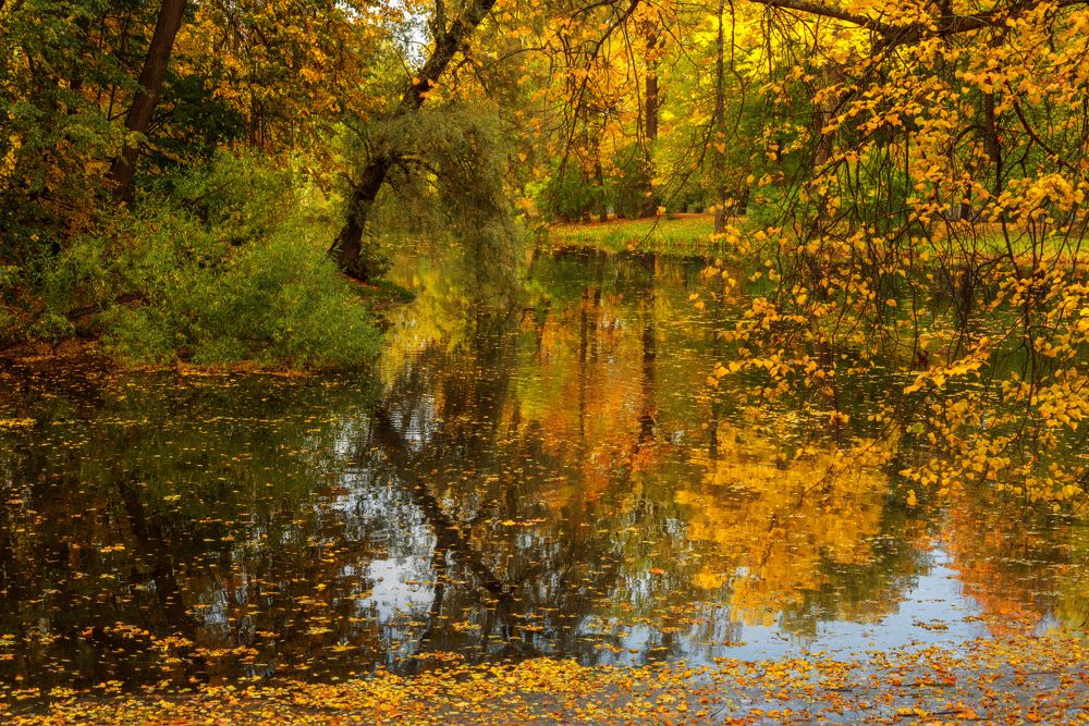 Золотой листопад в Александровском парке