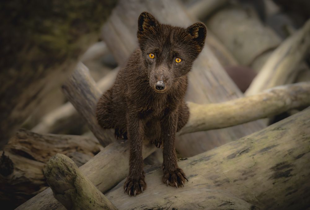 Песец с острова Янкича