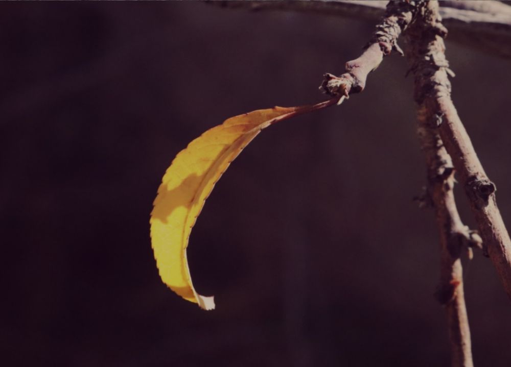 Photograph by Tahani Almarafi