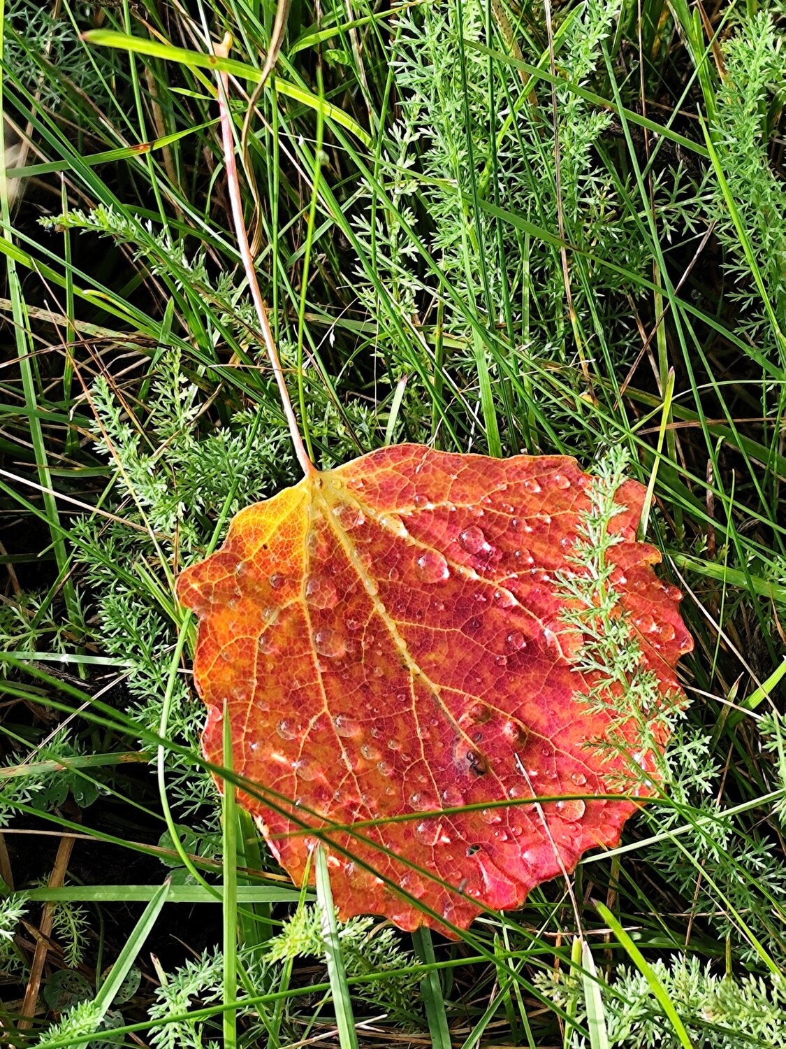 Autumn Season
