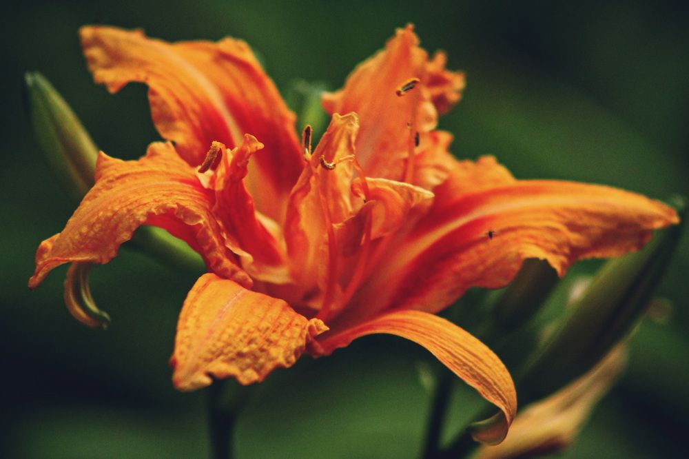 Фотография автора Александр Черепанов