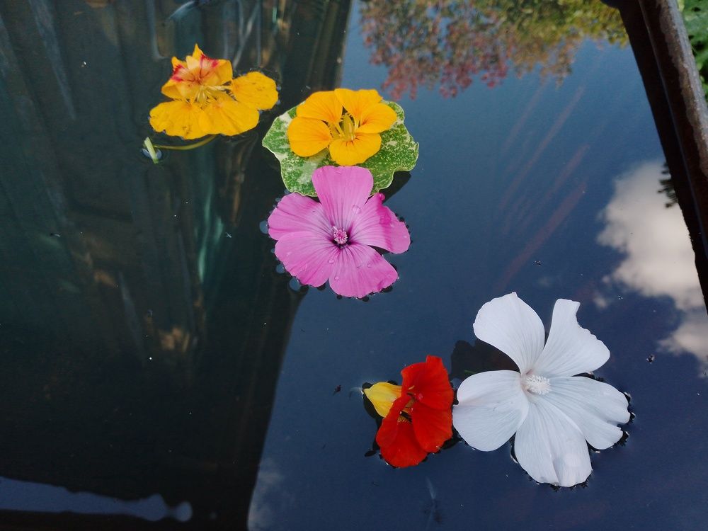 Photo #11071582