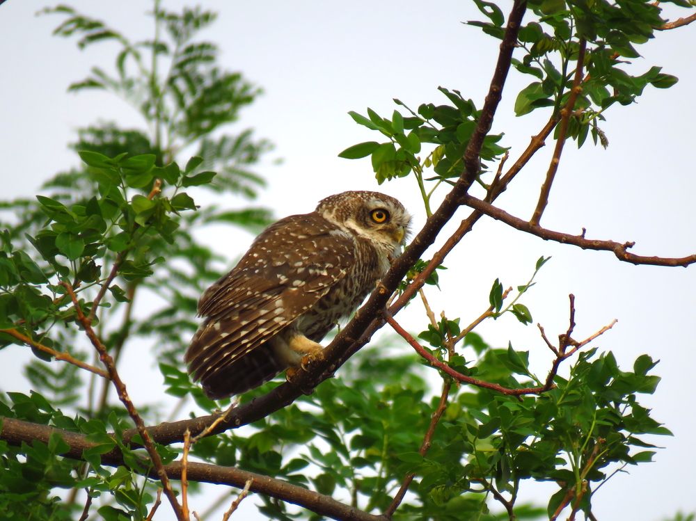 Spotted owl nervously regards others