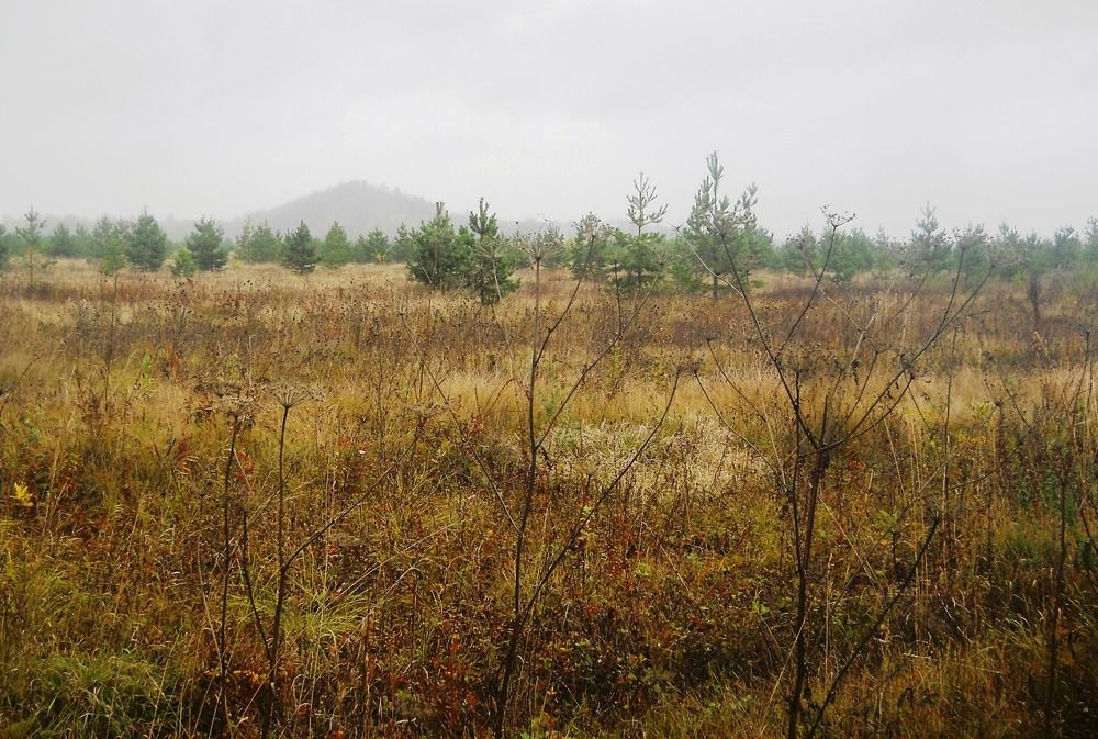 Photo #11071760