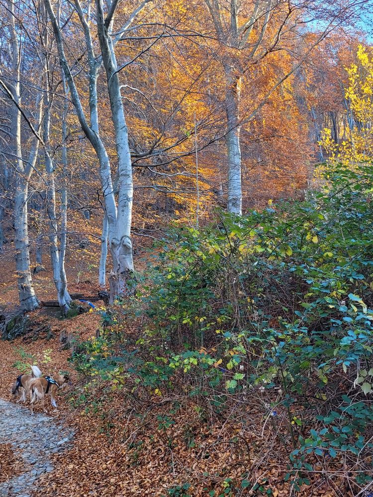 Photograph by Catherine Walter-Prêtre