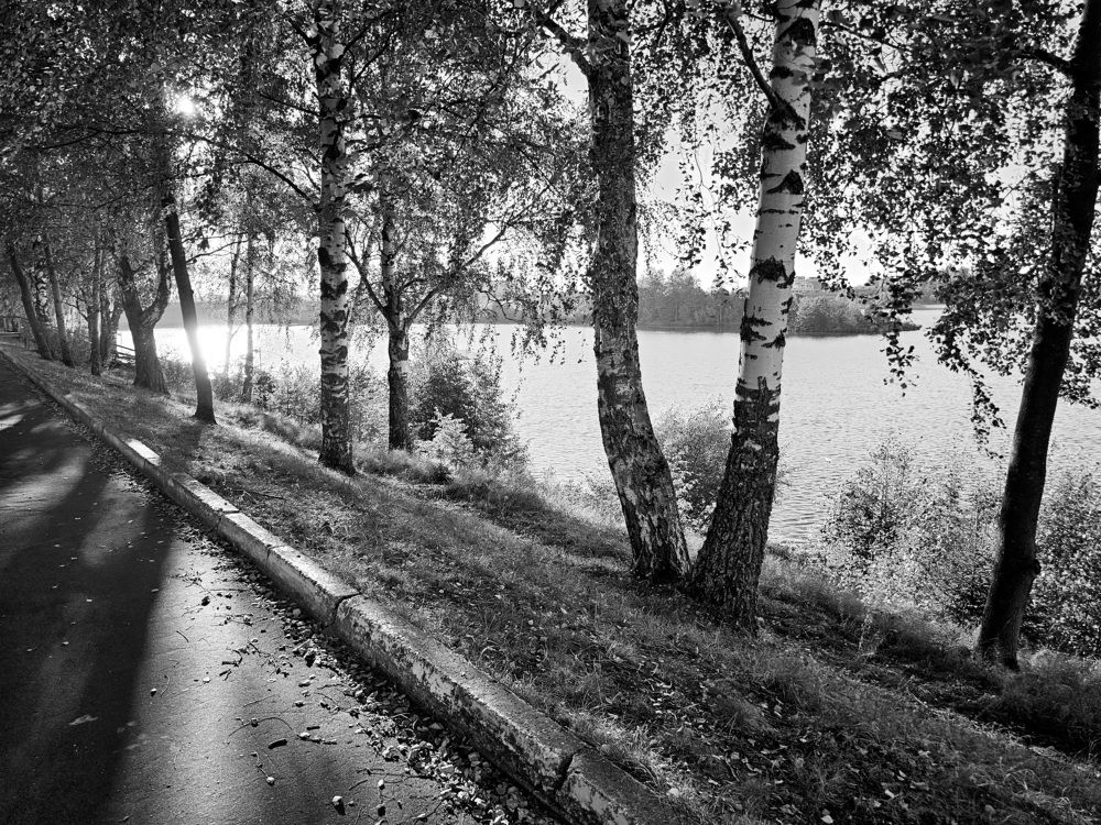 Свет сквозь берёзы.