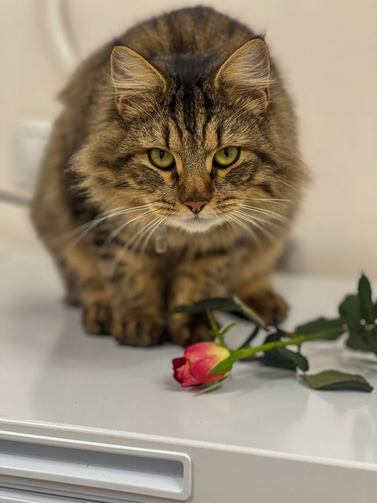 Photograph by Наталья Мэмэлигэ