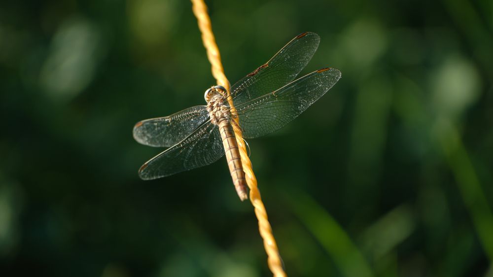 Photograph by Альбина Михайлова