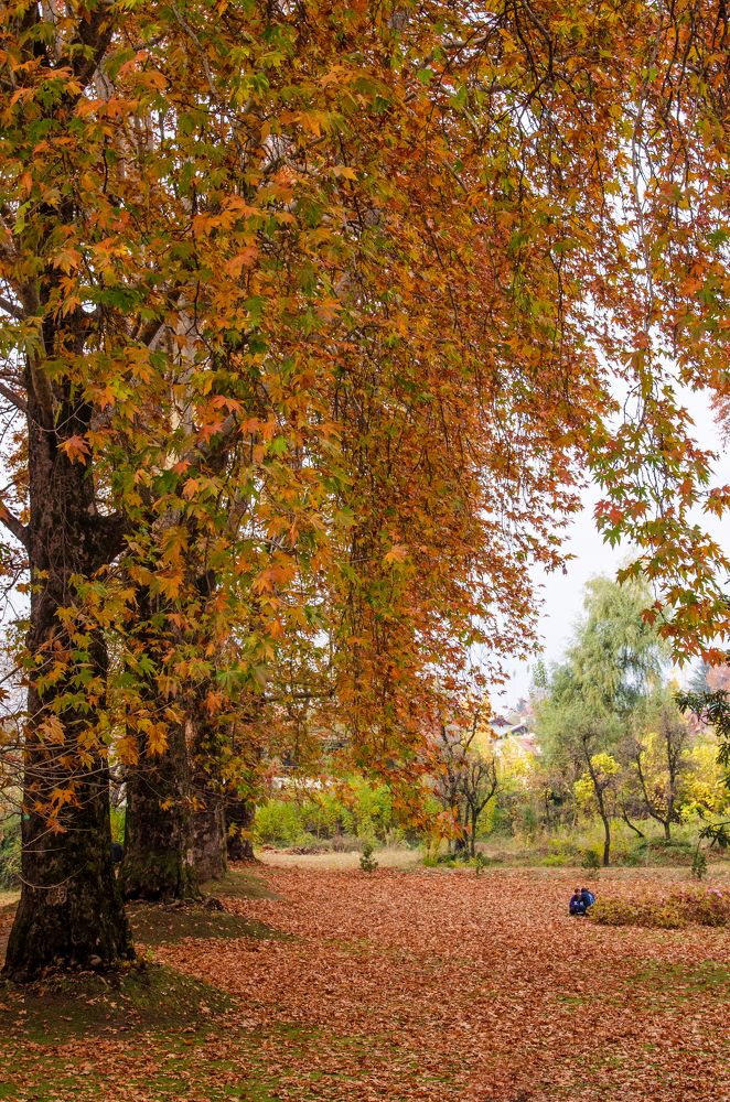 Фотография автора Afzal Khan