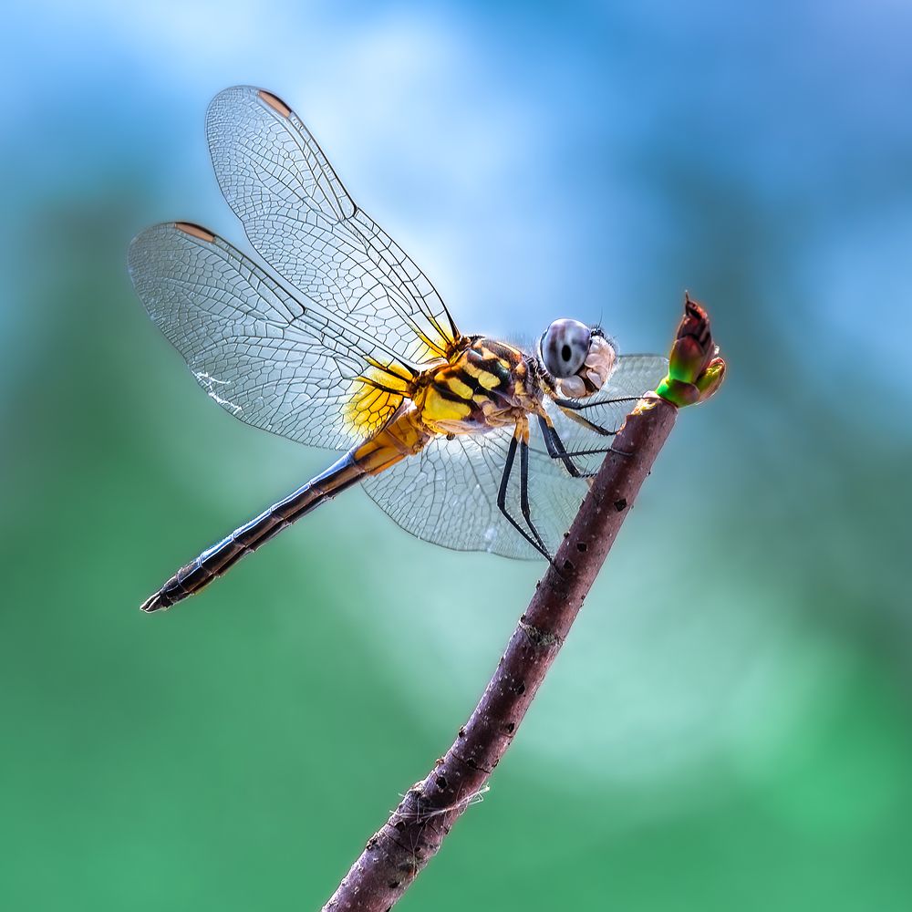 Photograph by Atul Saluja