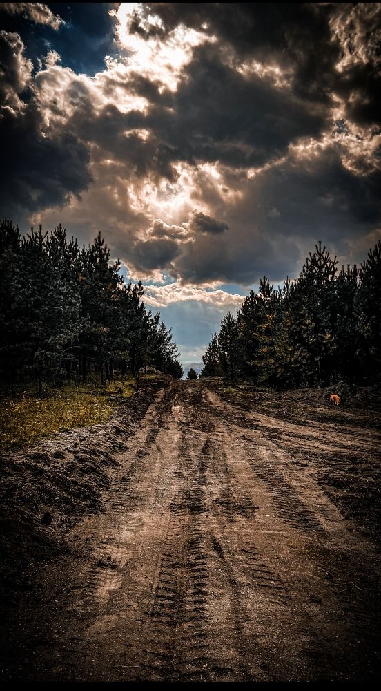 Фотография автора Олеся Алексеева