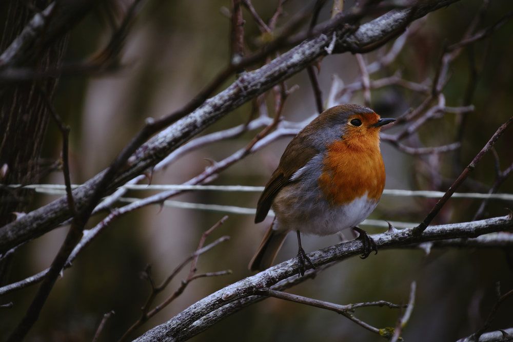 Photograph by Madalin Vlad