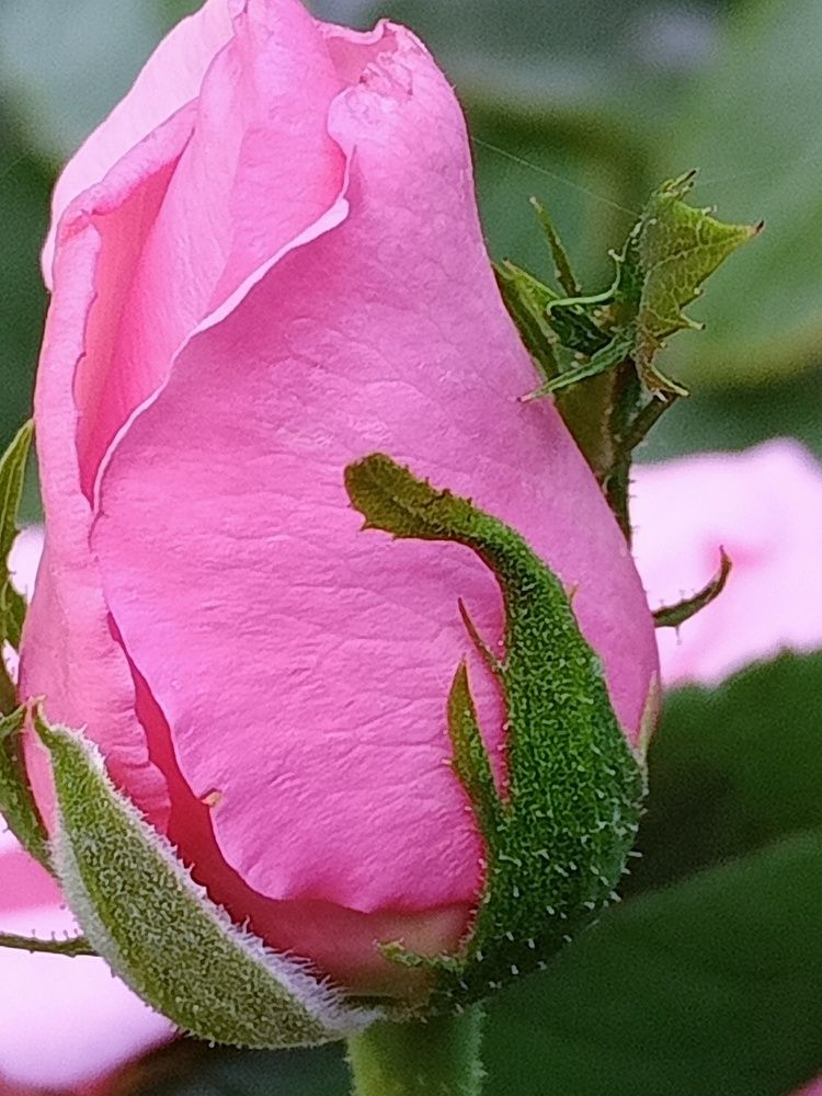 Photo #11073243