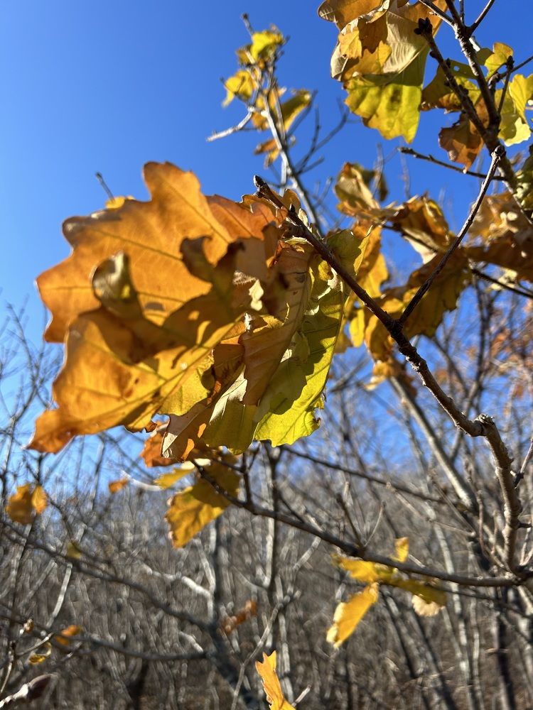 Последнее золото осени.