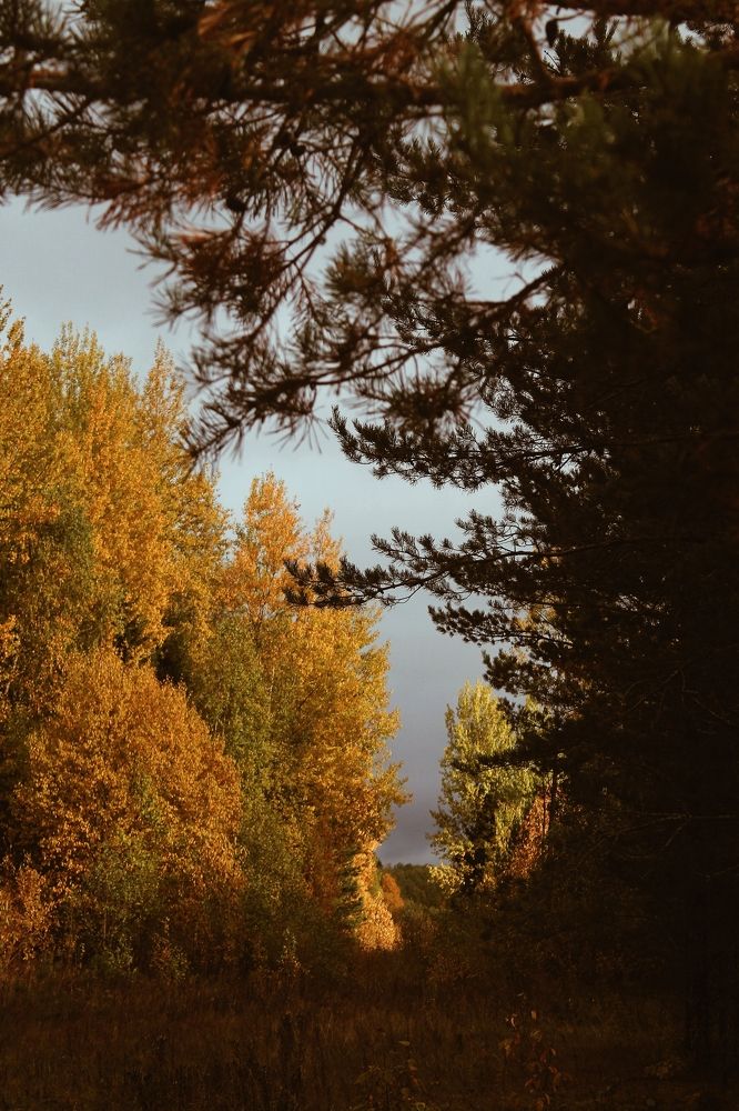 Photograph by Елизавета Силова