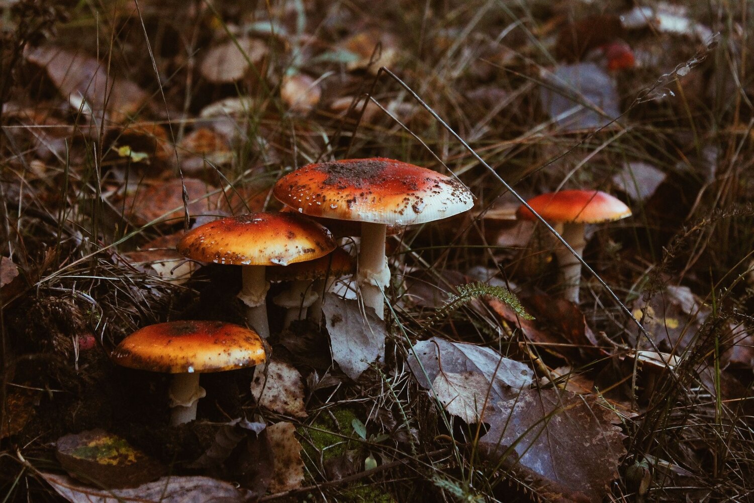Photo #11073451