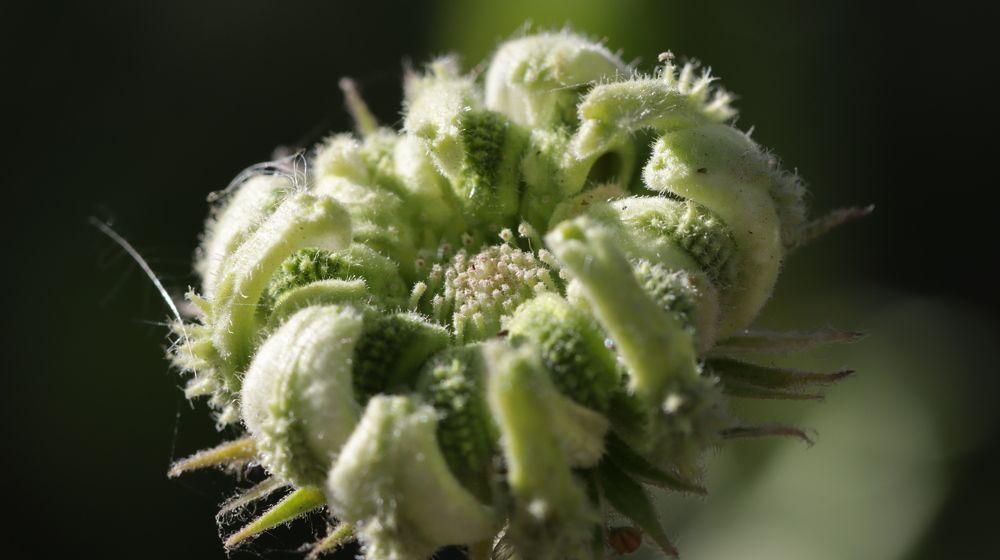 Волосатое чудо