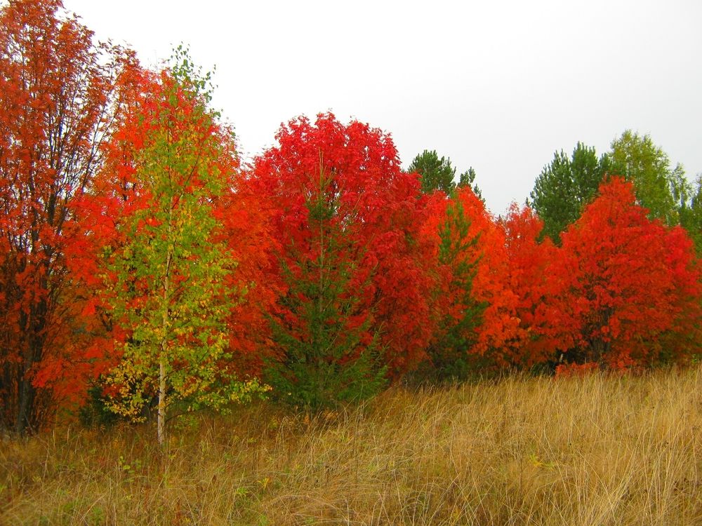 Photo #11073857