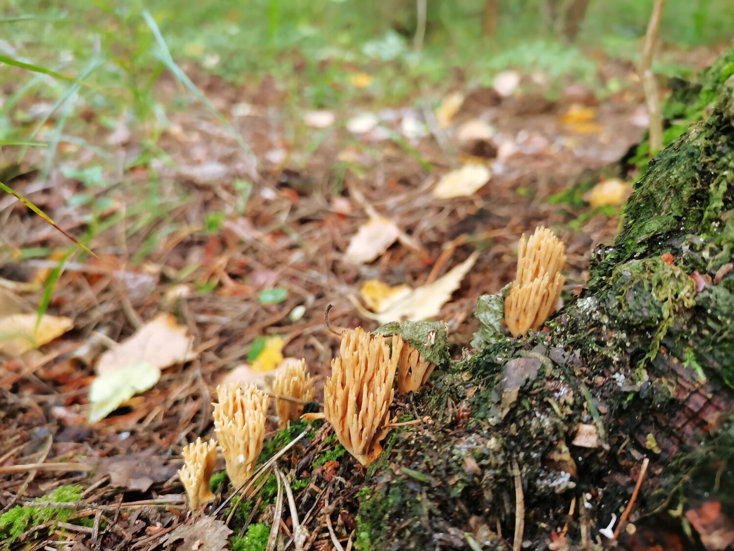 Photo #11073897