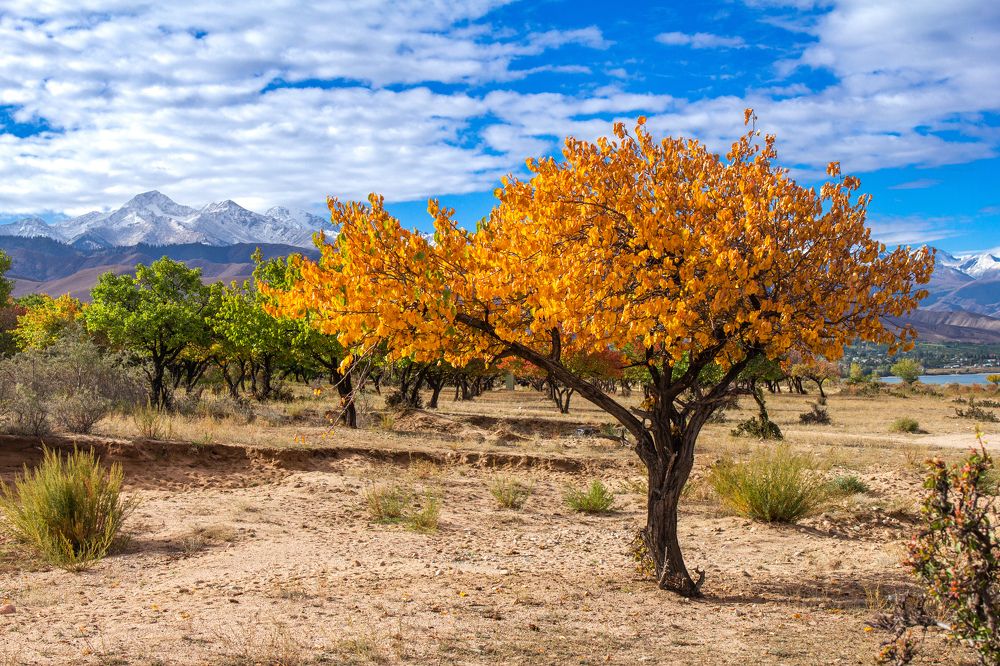 Photograph by Алексей Ширманов