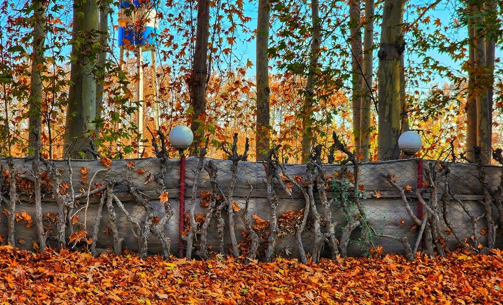 Фотография автора reyhane  khavaninzadeh