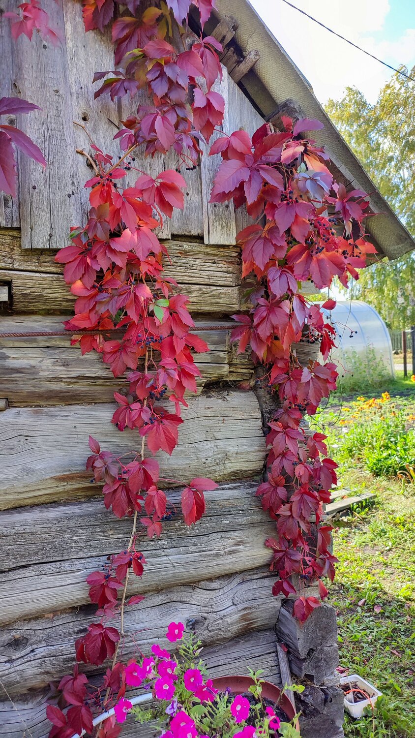Осень в деревне