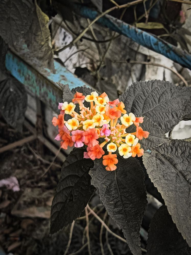 Photograph by Suyog पाटील