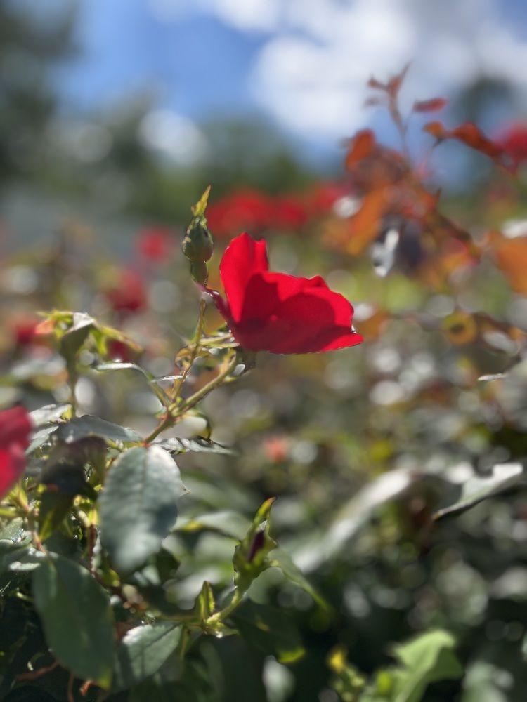 Фотография автора Мария Жданова