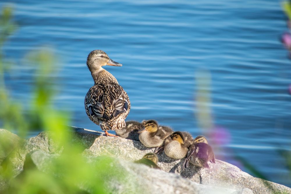 Photograph by Дмитрий Анисимов