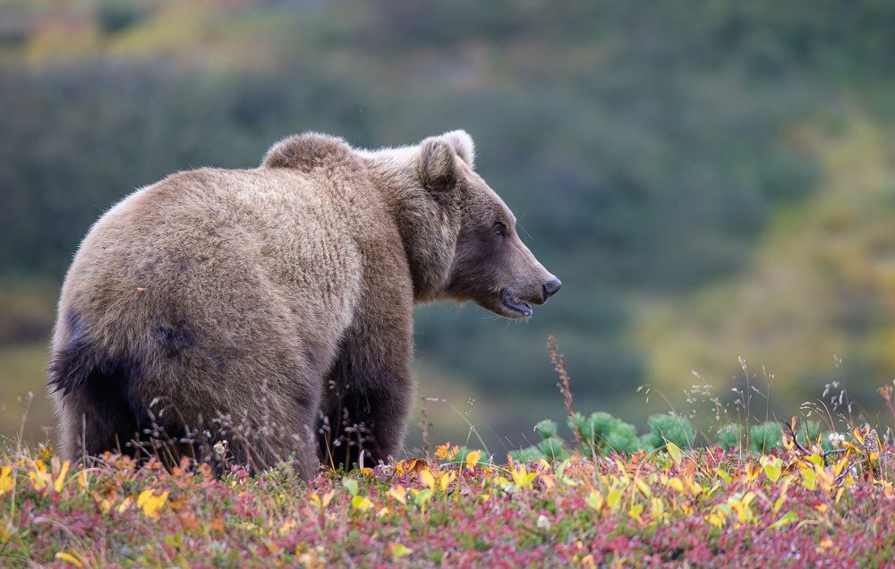 Photograph by Евгений Владимиров