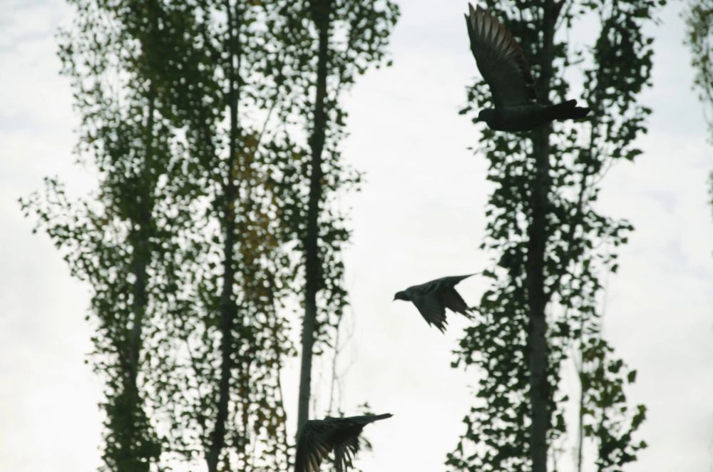 Photograph by Ульяна Бедрицкая