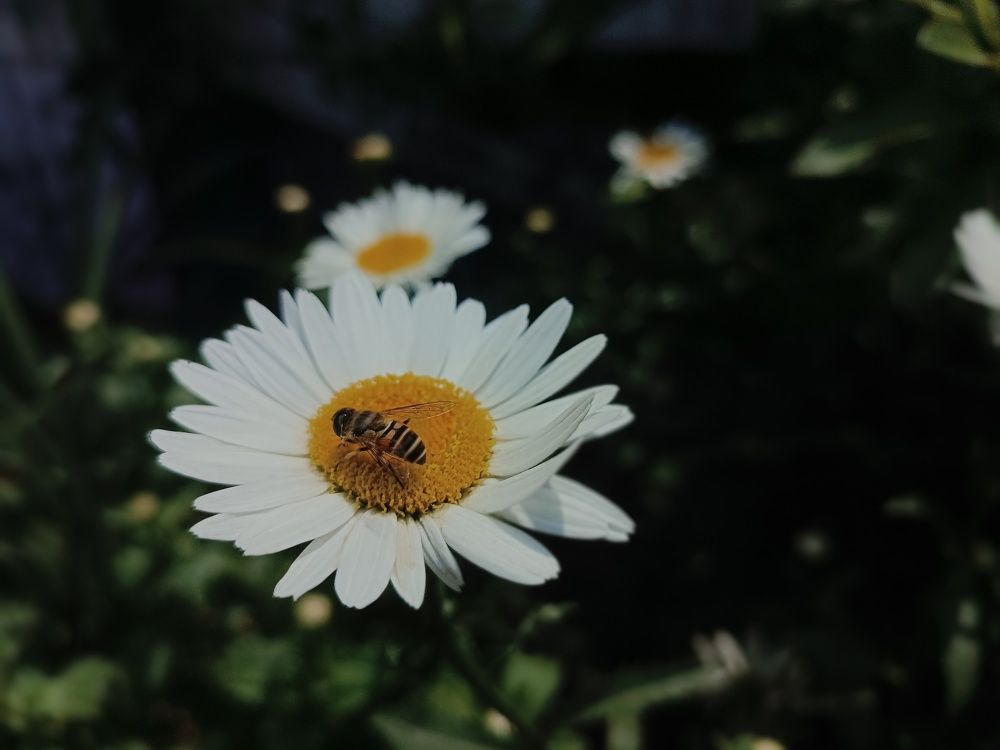 Nature's  Nectar.