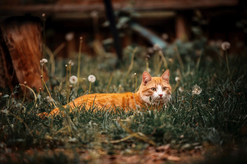 Фотография автора Юлия Носова