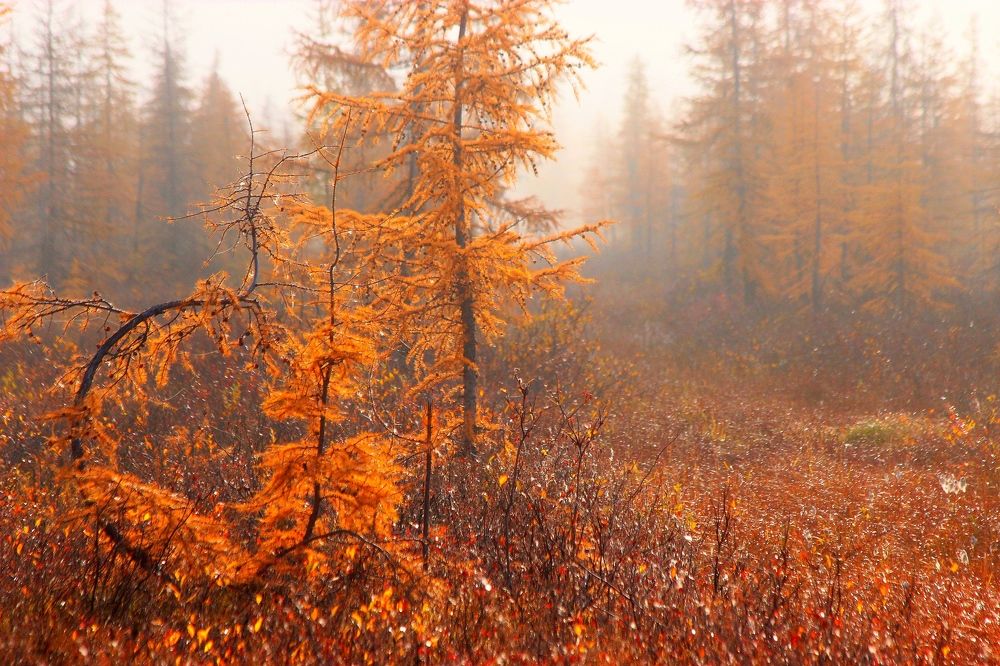 Photograph by Александр Велигура