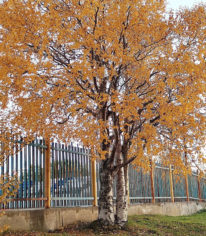 Photograph by Светлана Зотова