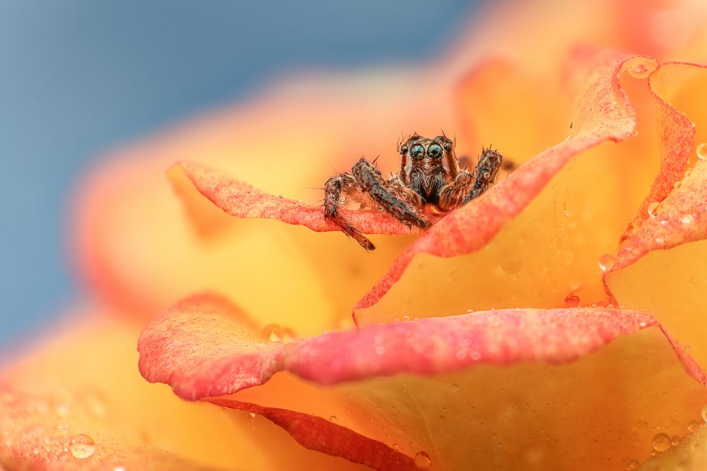 jumping spider