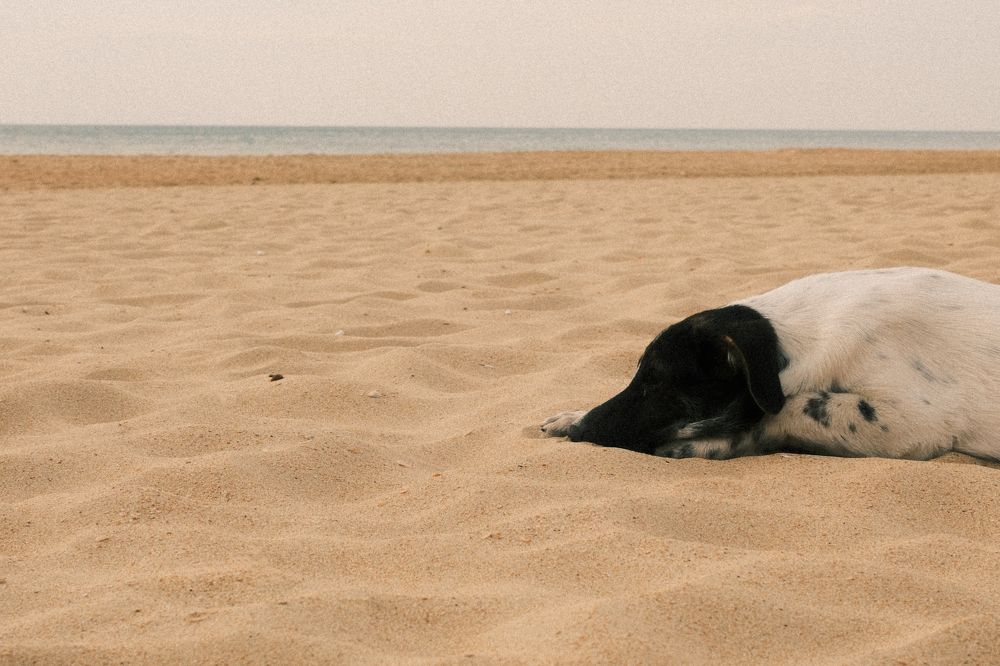 Photograph by Alexandr