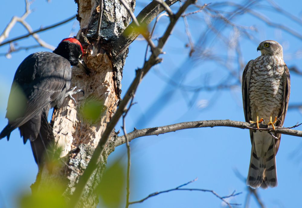 Фотография автора Алексей Савельев