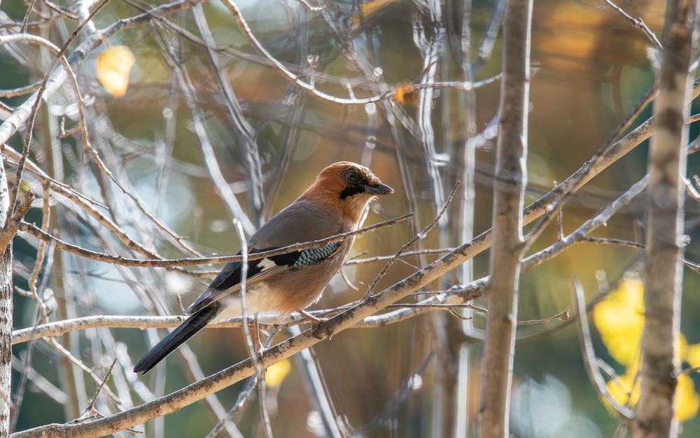 Photograph by Альварис Сукманюк